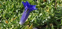 Spätsommerlicher Nachschlag eines Frühjahrsblühers mit Gentiana acaulis...