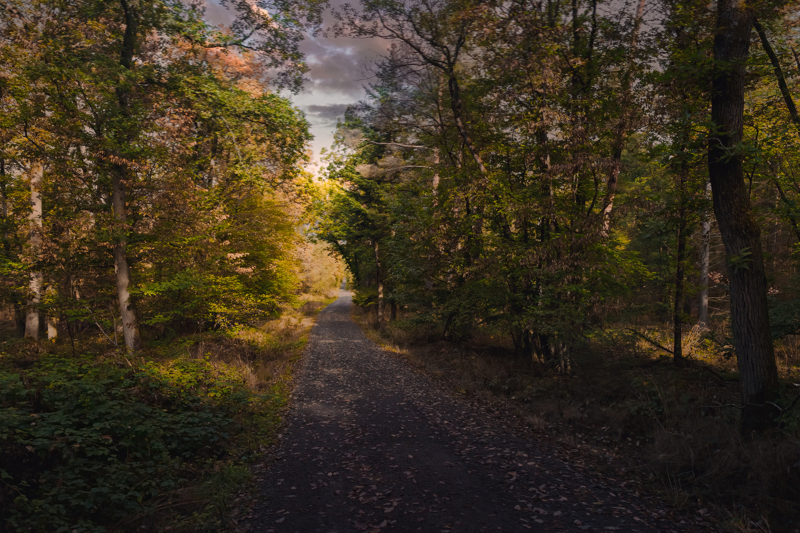 Spätsommerlicher Waldweg