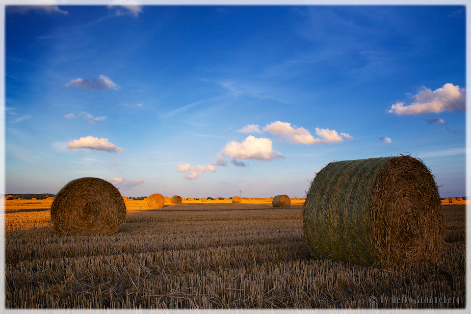 Spätsommerliches Feld auf Rügen