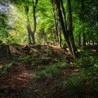 Spätsommerlicht | Soonwald