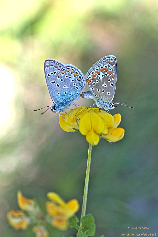 Spätsommerliebe