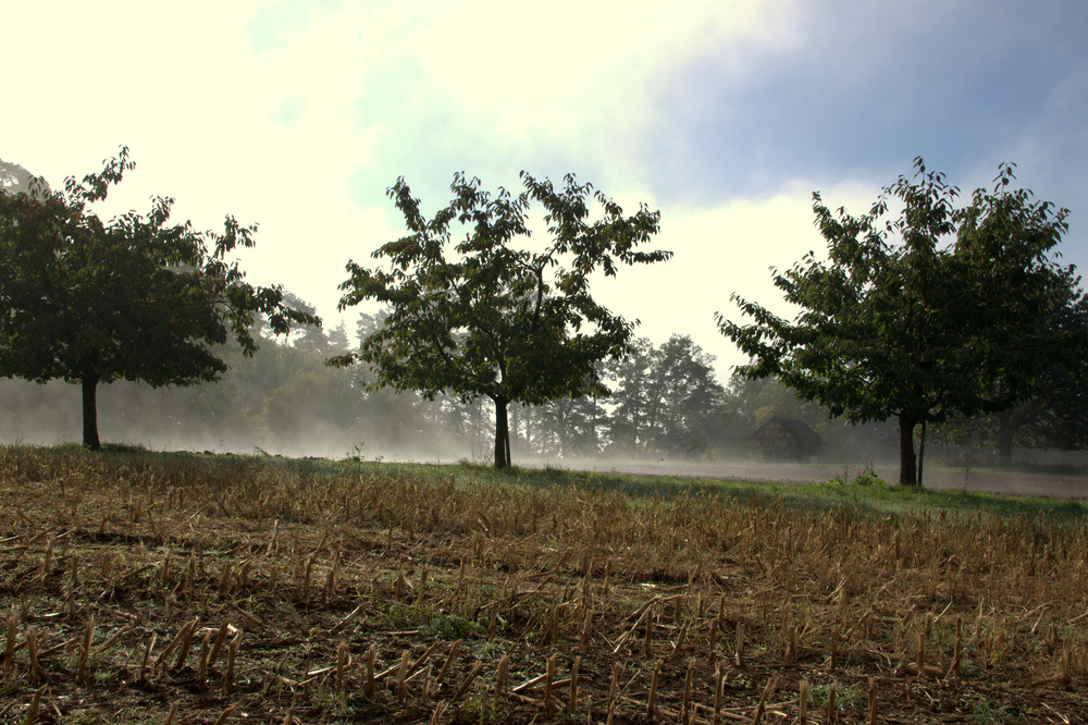 "Spätsommermorgen"