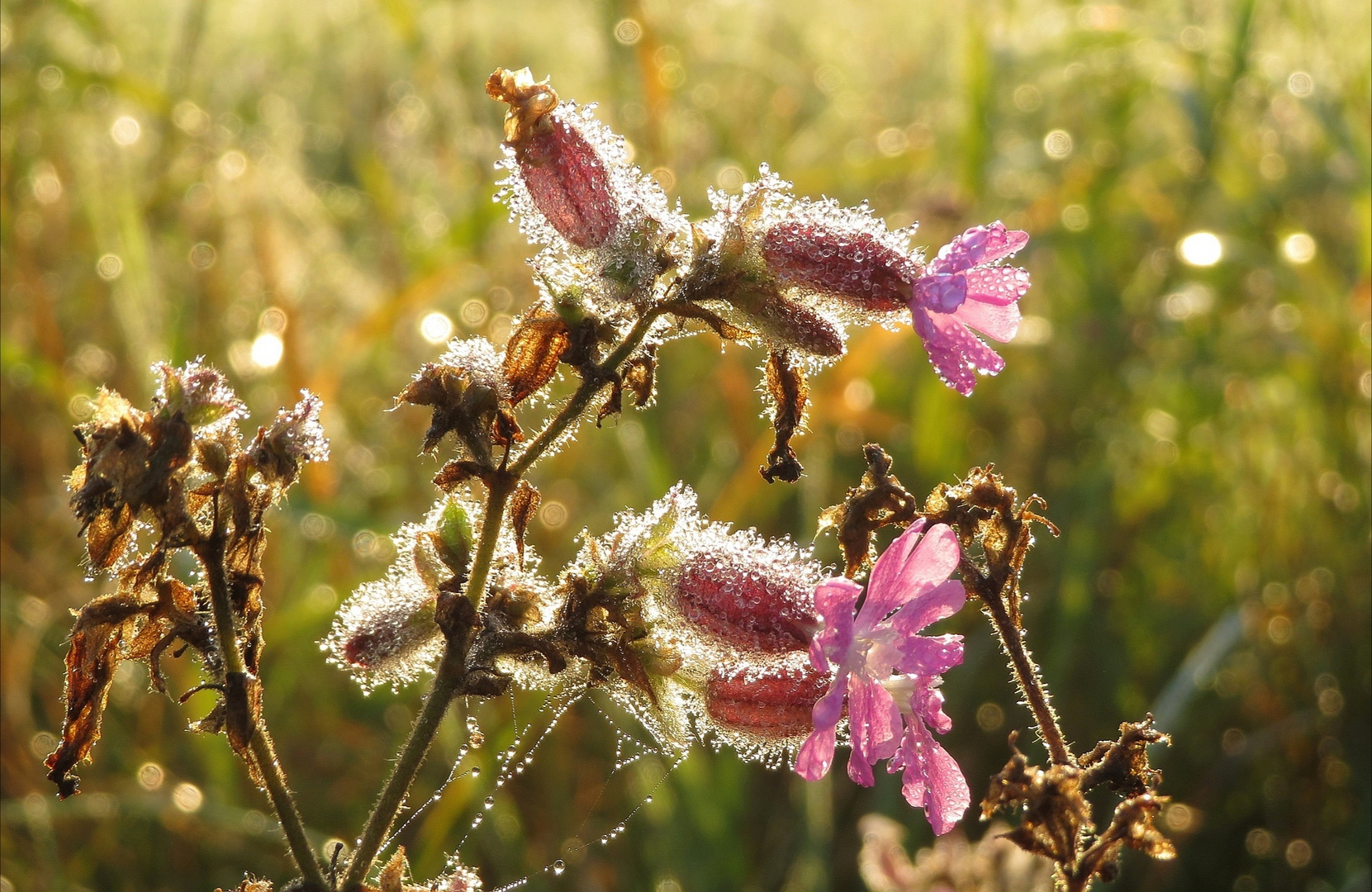 Spätsommermorgen