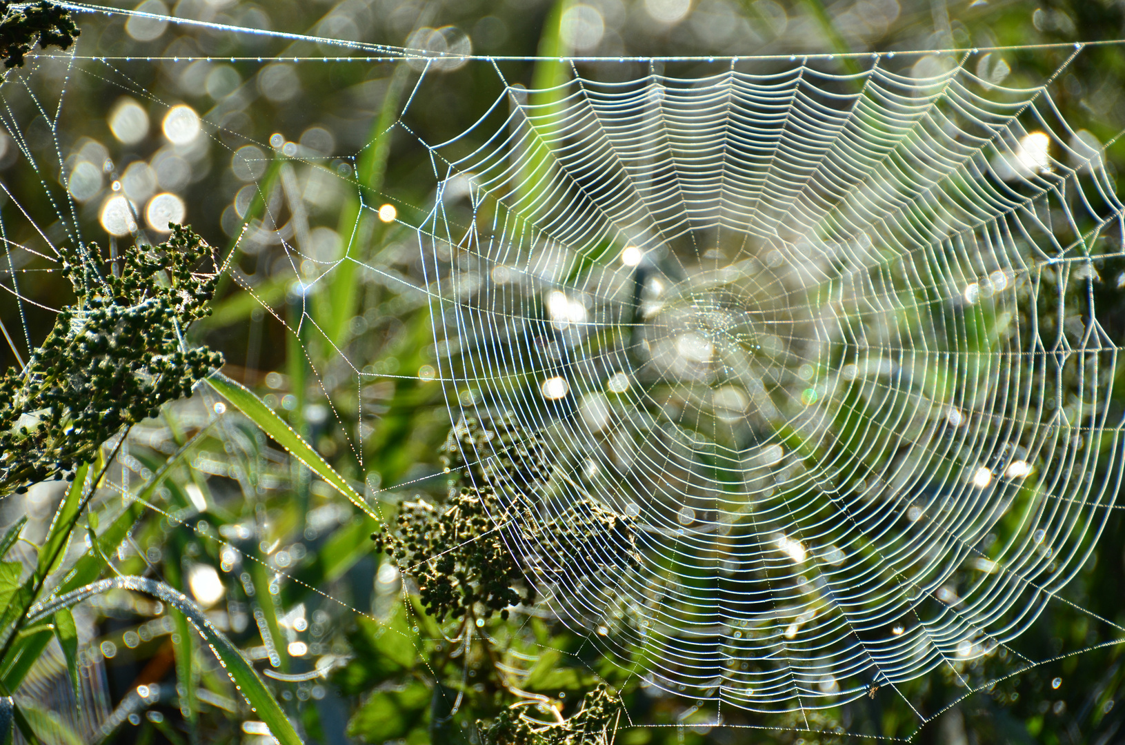 Spätsommermorgen auf einer Riedwiese