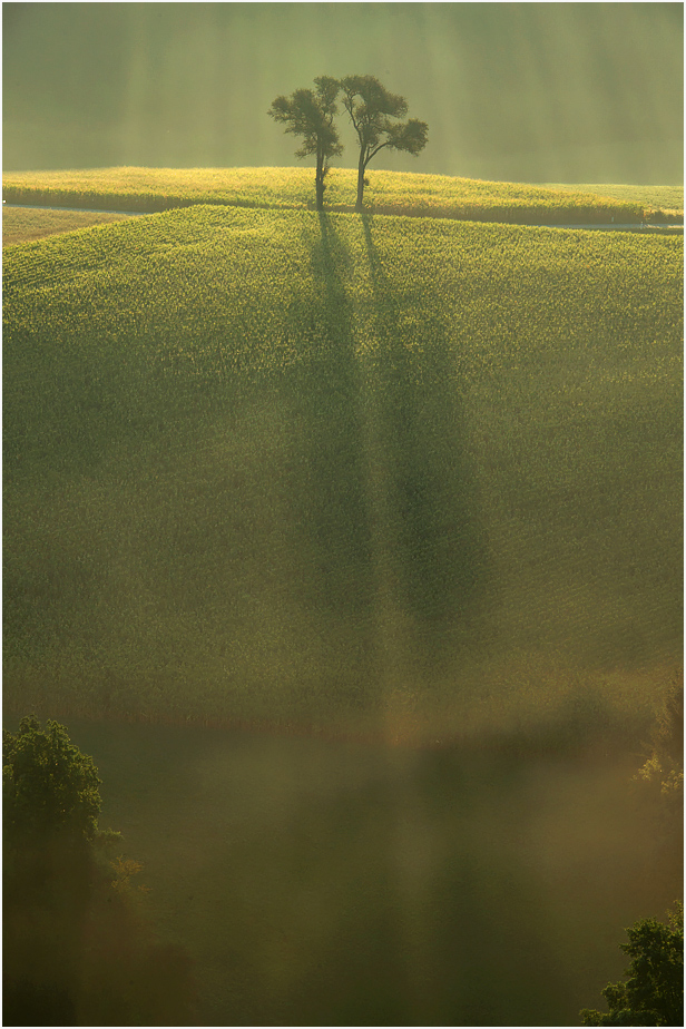 Spätsommermorgen II