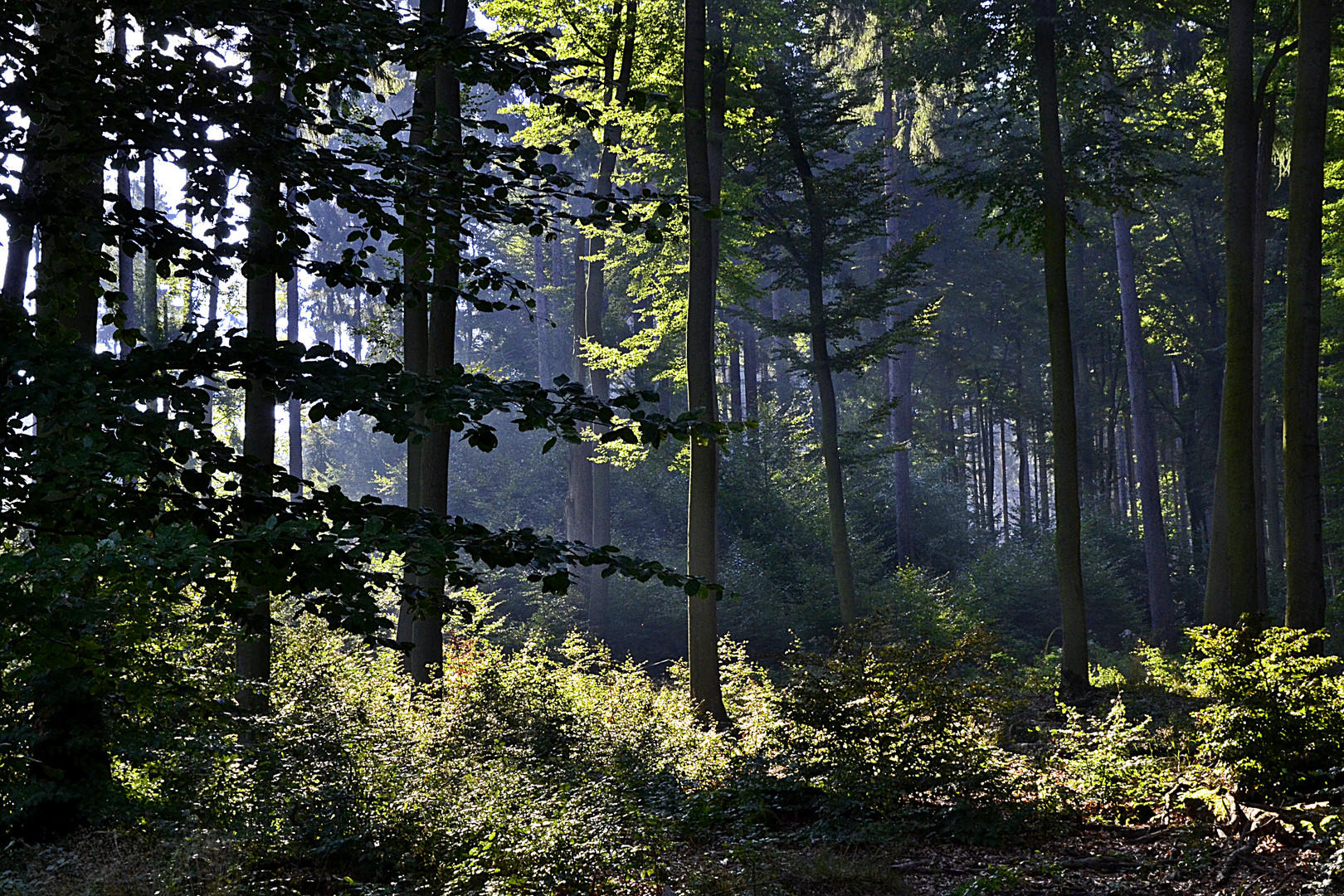 Spätsommermorgen im Westerwald