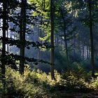 Spätsommermorgen im Westerwald