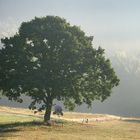 Spätsommermorgenstimmung