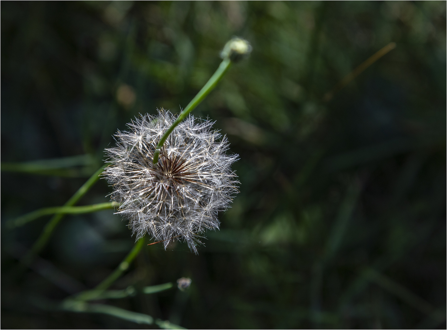 ... Spätsommerpusteblume ...