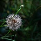 ... Spätsommerpusteblume ...