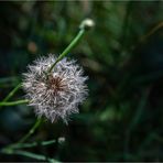 ... Spätsommerpusteblume ...