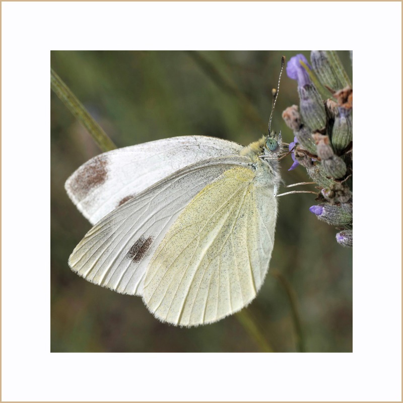 Spätsommerschmetterling