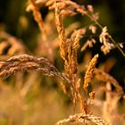 Spätsommersonne