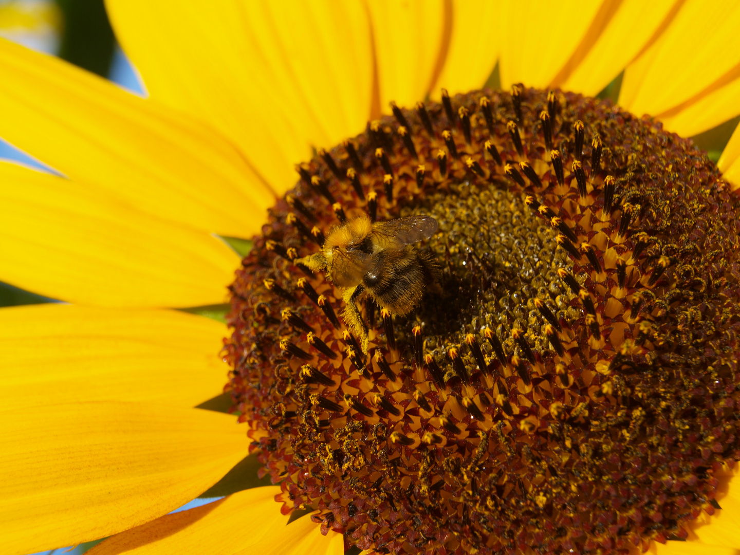 spätsommersonne