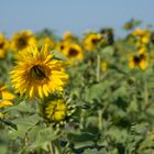 Spätsommersonnenblumen