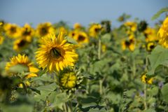 Spätsommersonnenblumen