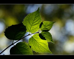 Spätsommersonnenstrahlen