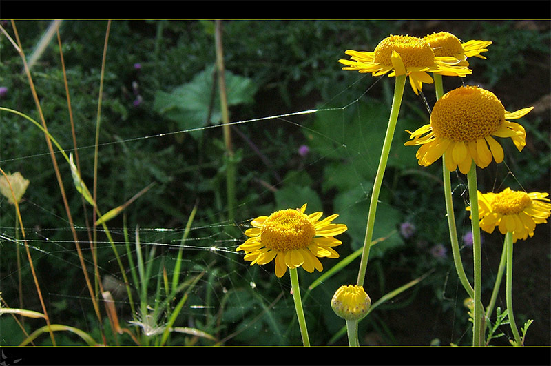 spätsommerstimmung