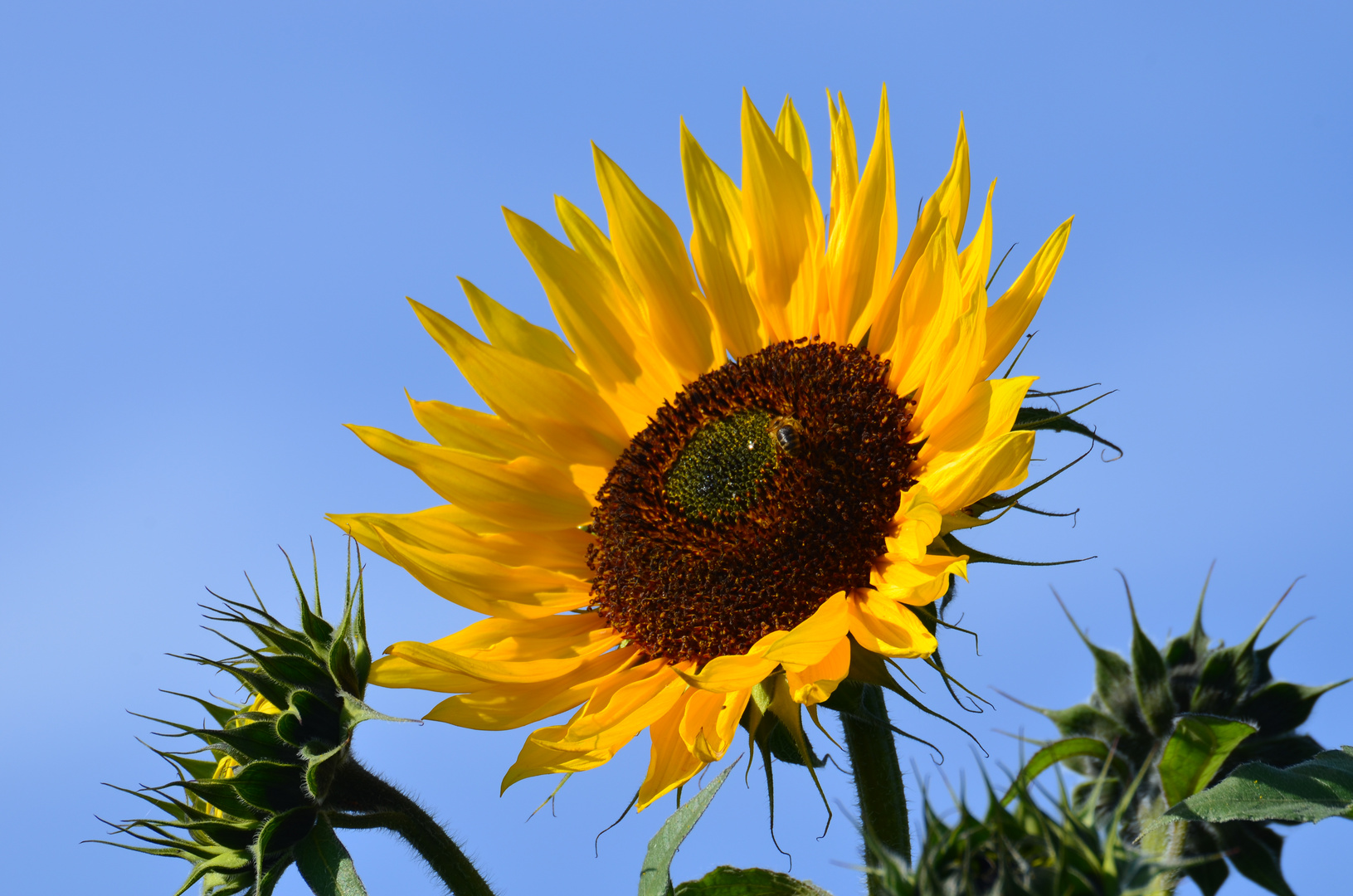 "Spätsommertag"