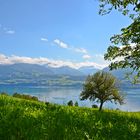 Spätsommertag am Thunersee