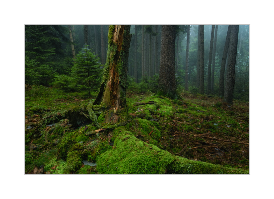 Spätsommerwald mit Nebel...