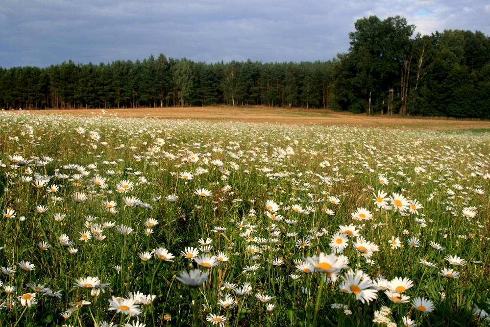 Spätsommerwiese