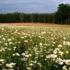 Spätsommerwiese