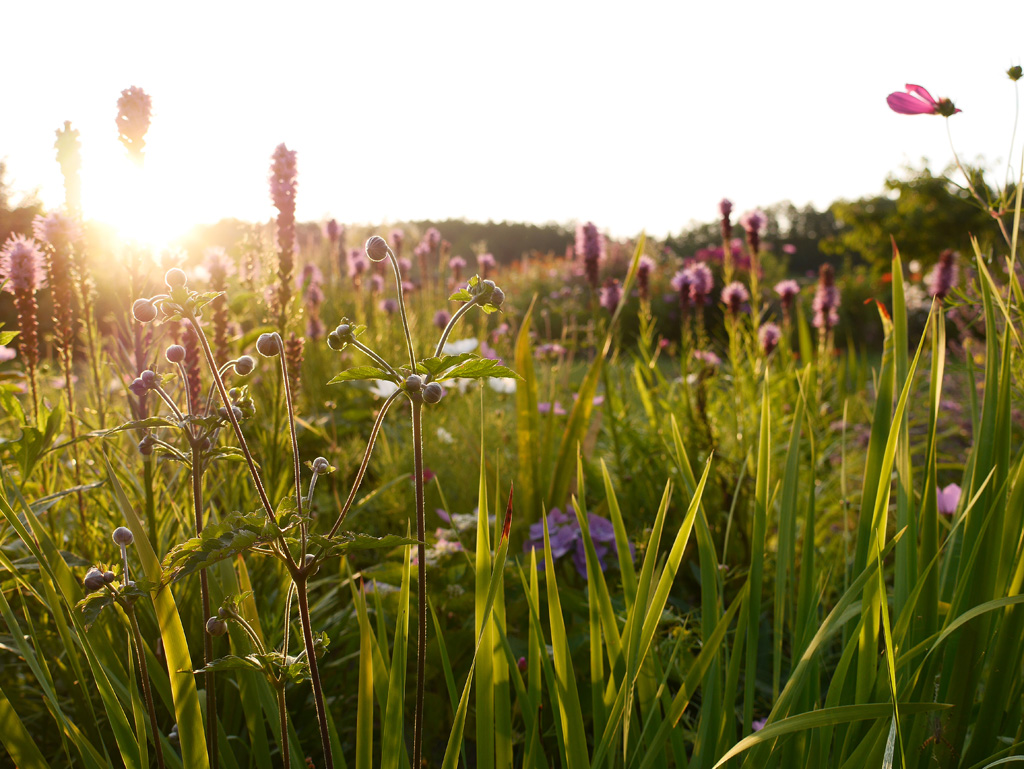 Spätsommerwiese