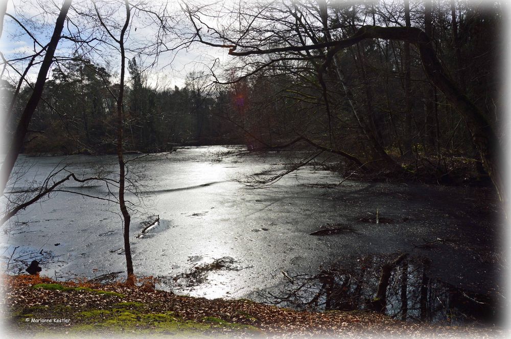 Spätwinter am Weiher