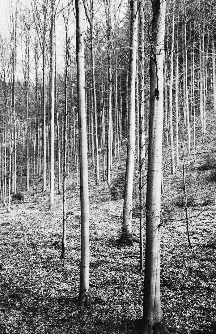 Spätwinter im Buchenwald