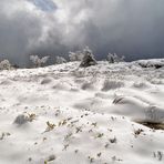 Spätwinter im Mai II