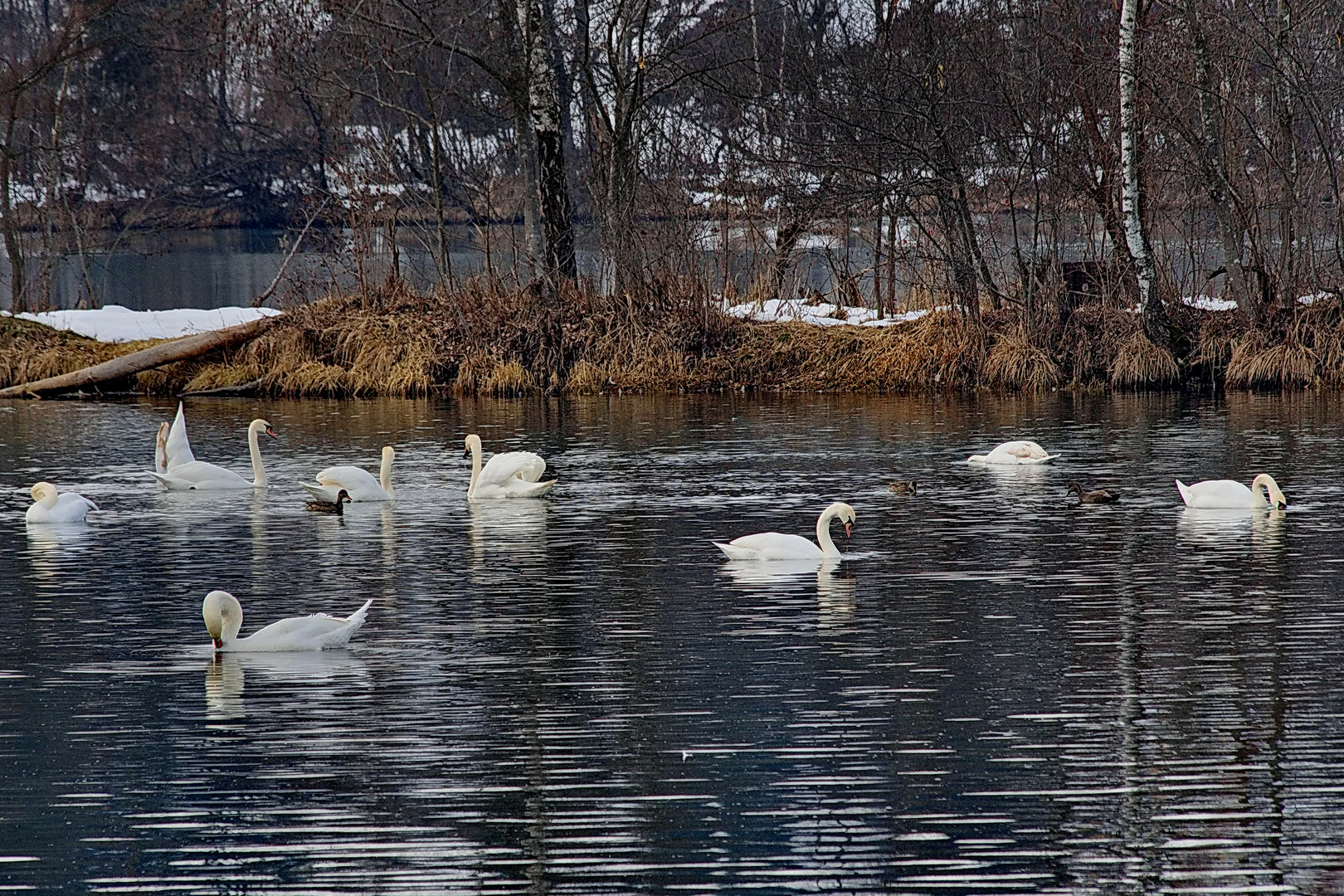 Spätwinterliches Familientreffen