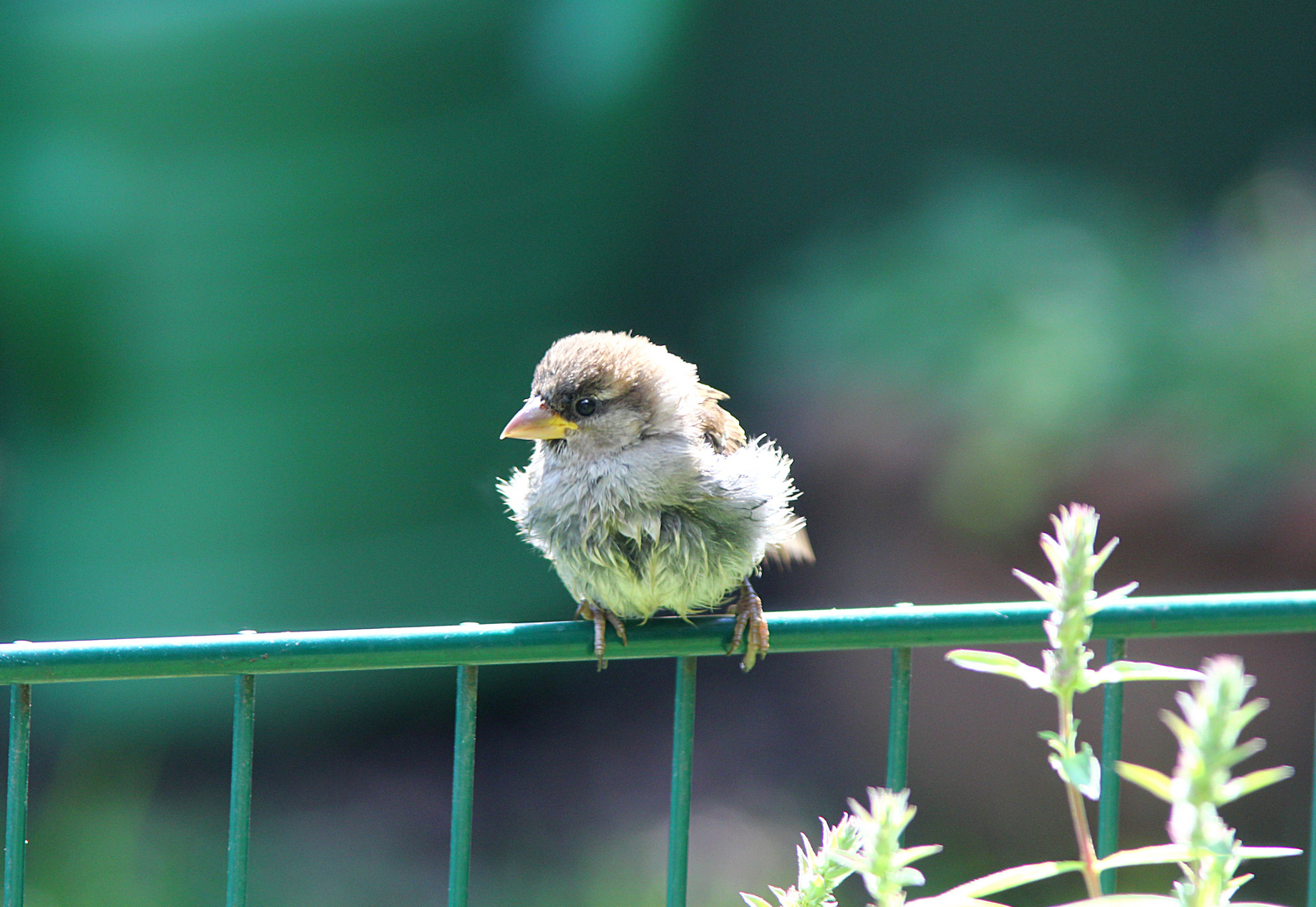 Spätzchen am Gartenteich 