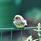 Spätzchen am Gartenteich 