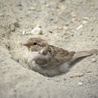 Spätzchen im Sandbad