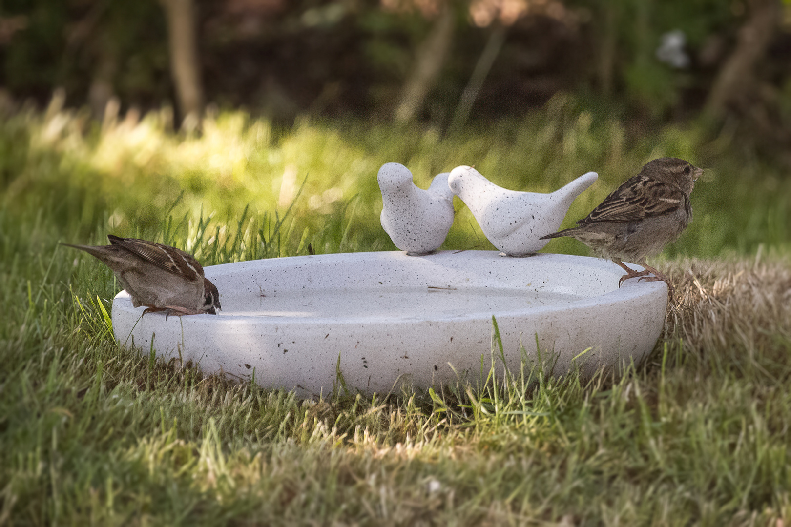 Spätzchen mit Nachwuchs an der Vogeltränke