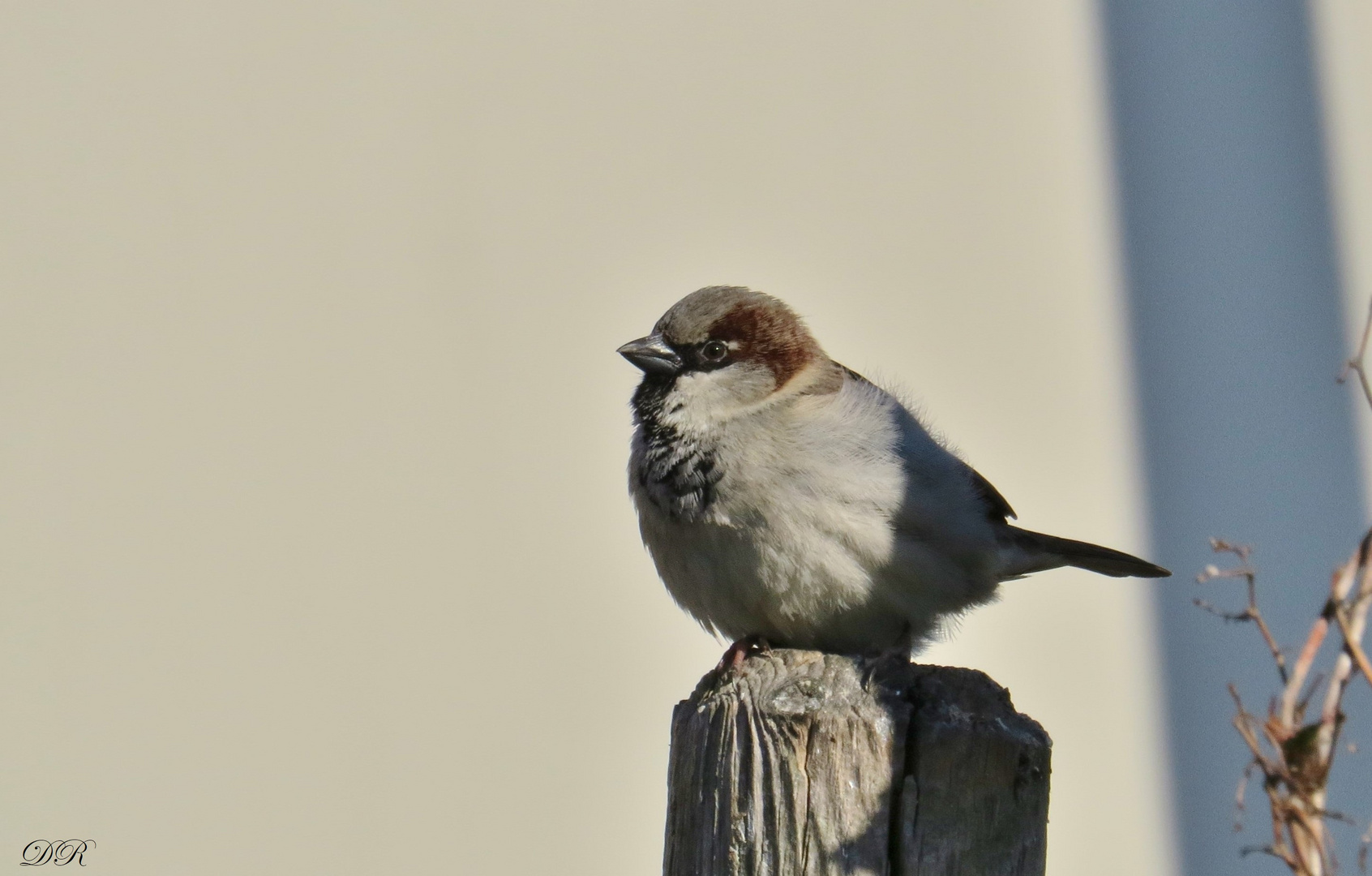 Spätzlein genießt die Morgensonne