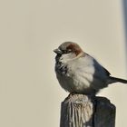 Spätzlein genießt die Morgensonne