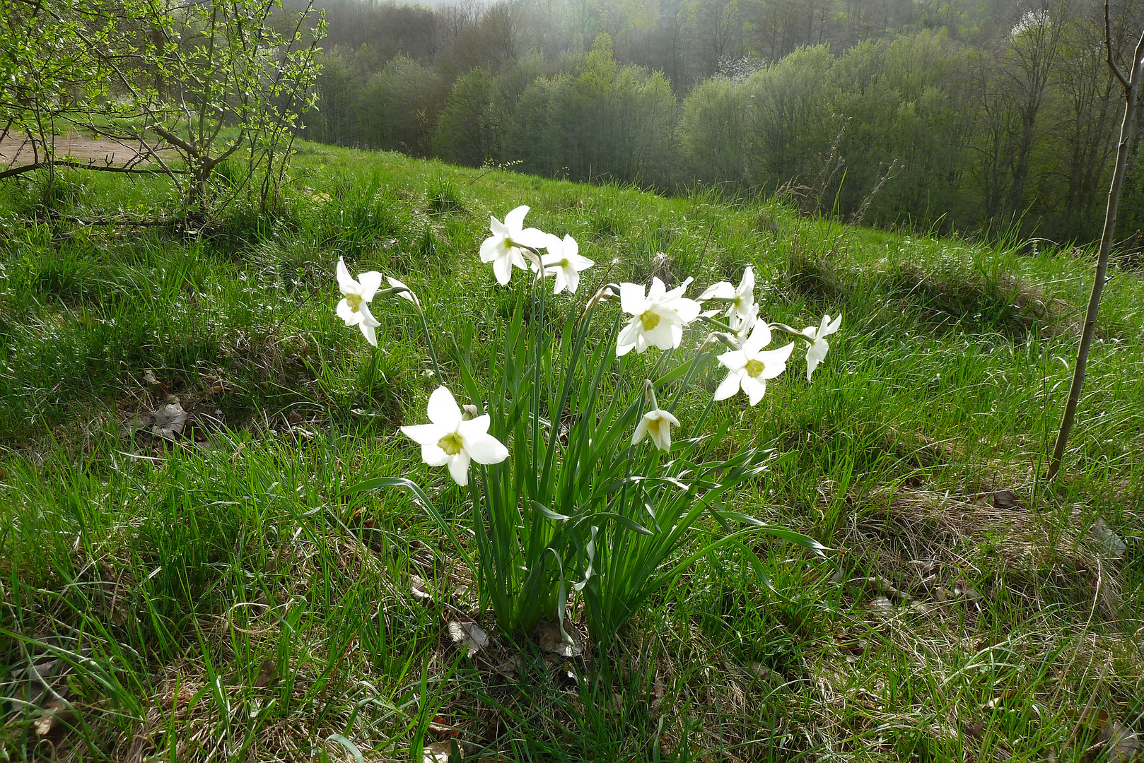 Spätzünder auf der Wiese