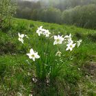 Spätzünder auf der Wiese