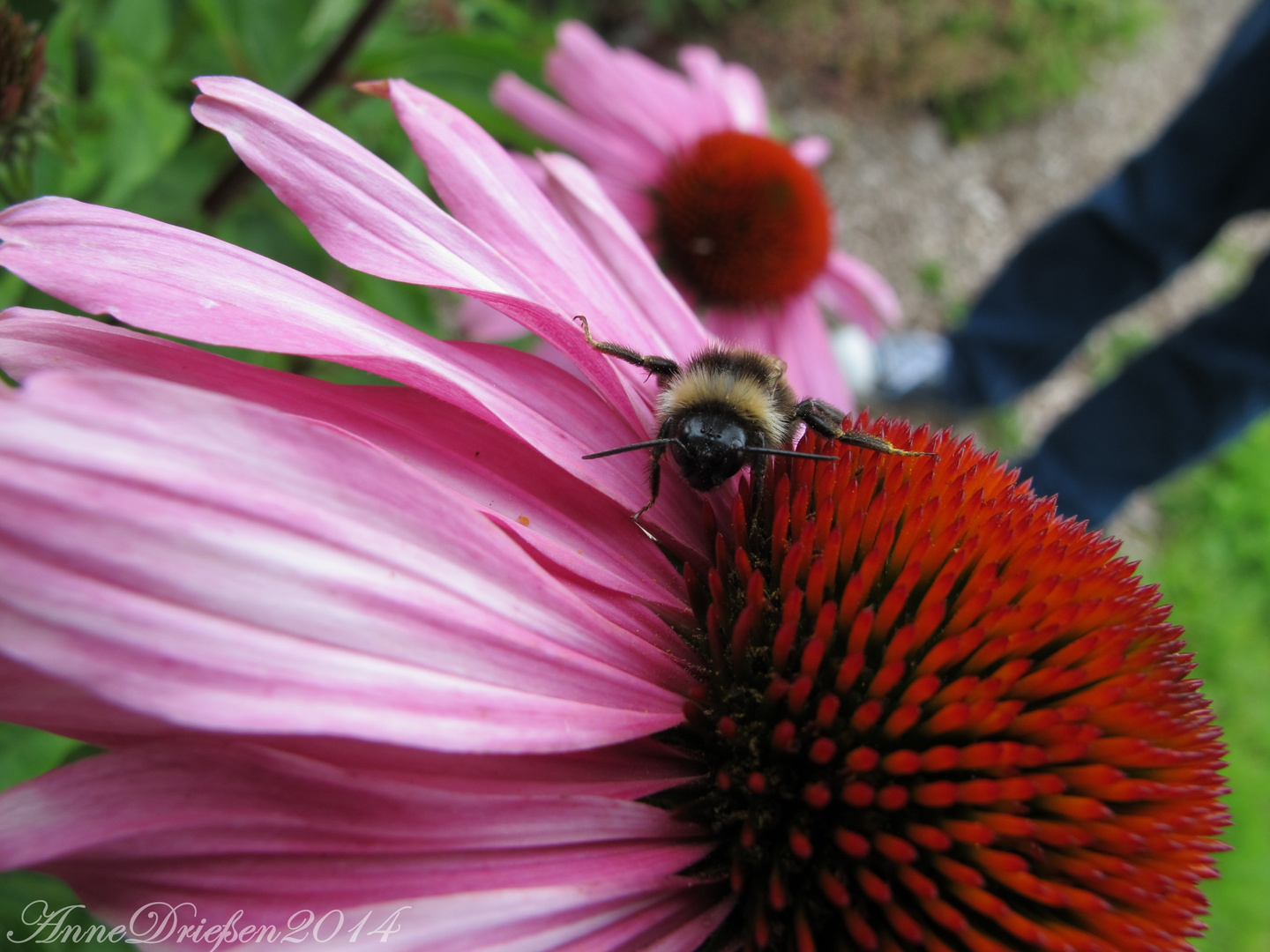 Spagat auf Echinacea