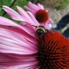 Spagat auf Echinacea