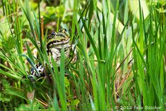 Spagat im Gras