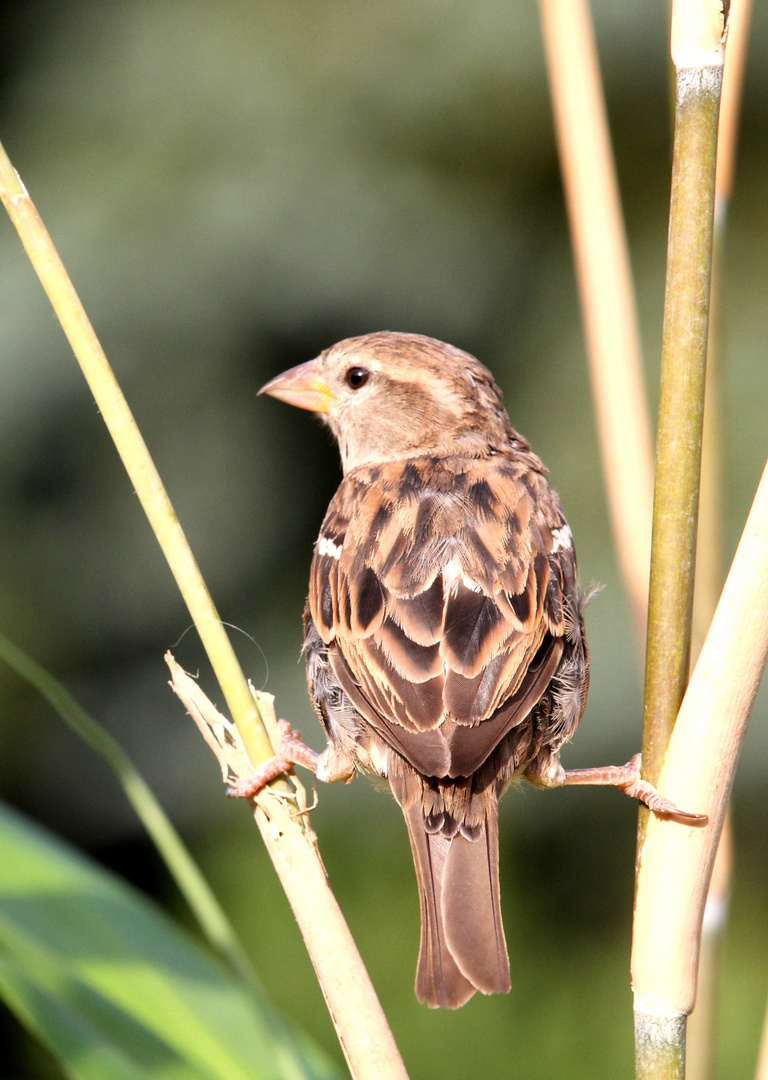 Spagat-Spatz