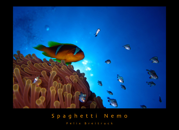 Spaghetti Nemo