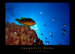 Spaghetti Nemo