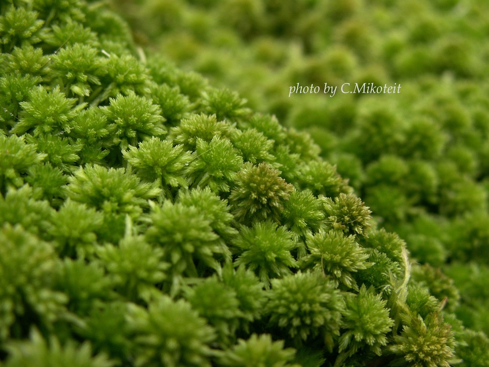 Spagnummoos (Sphagnum fallax)