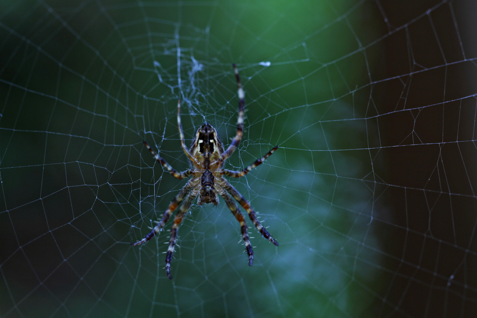 Spaider in der Nacht