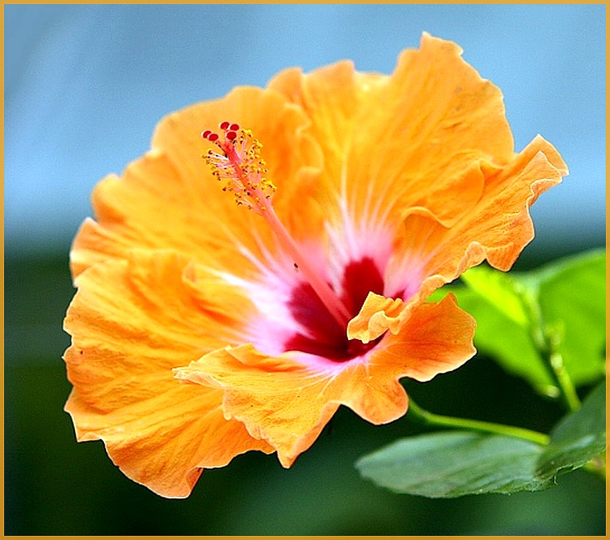 Spain Hibiscus~