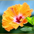 Spain Hibiscus~